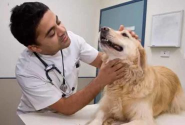 Veterinary Officer Vacancy At Animal Husbandry Department